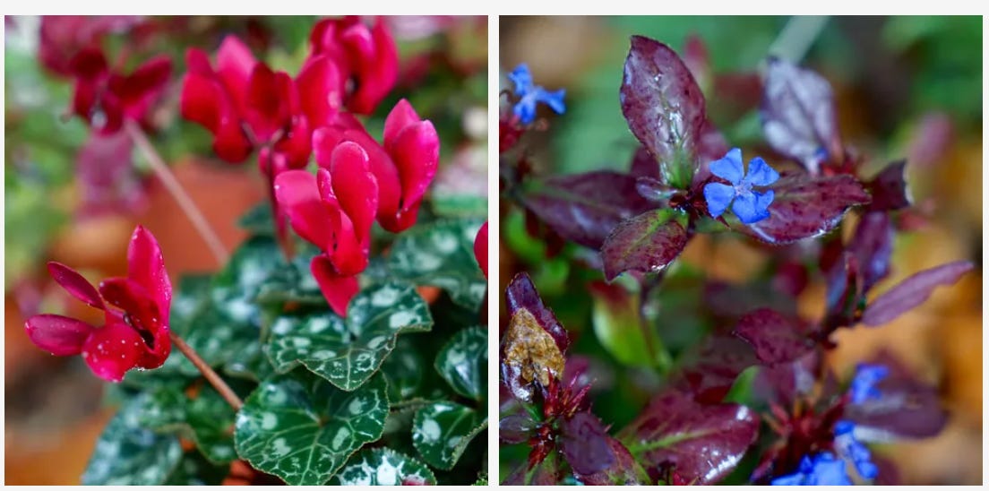 red and blue flowers