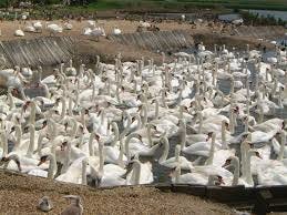 Abbotsbury Swannery - Wikipedia