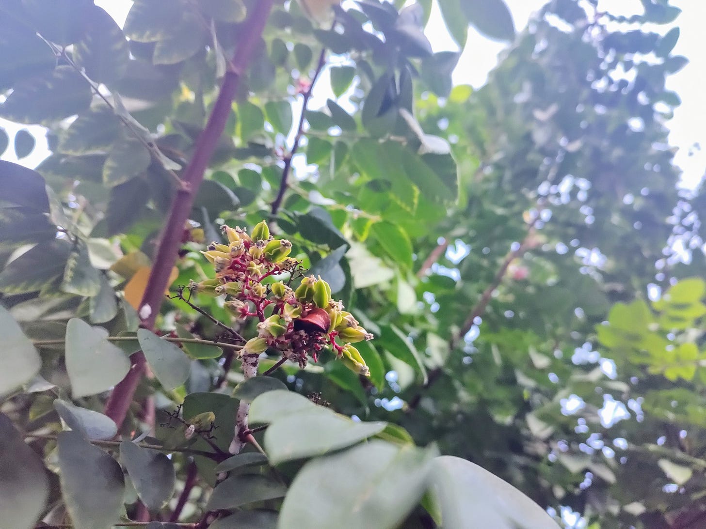 flores e pequenos frutos de carambola entre os galhos da árvore