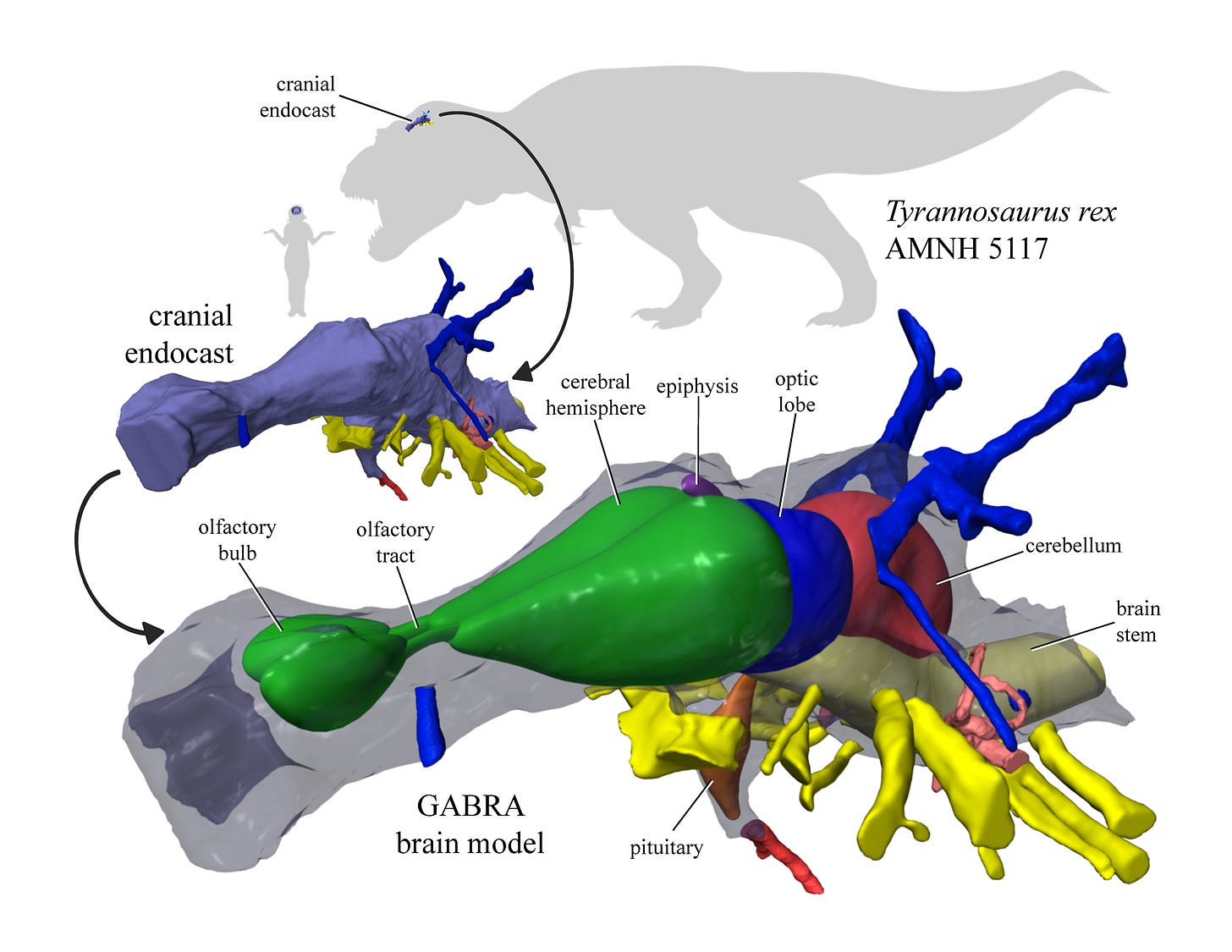 There's a lot to learn about dinosaur brains | Fossils | Earth Touch News