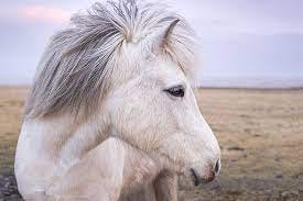 Meet the Icelandic Horse – Charming Photos to Inspire You – NORDH