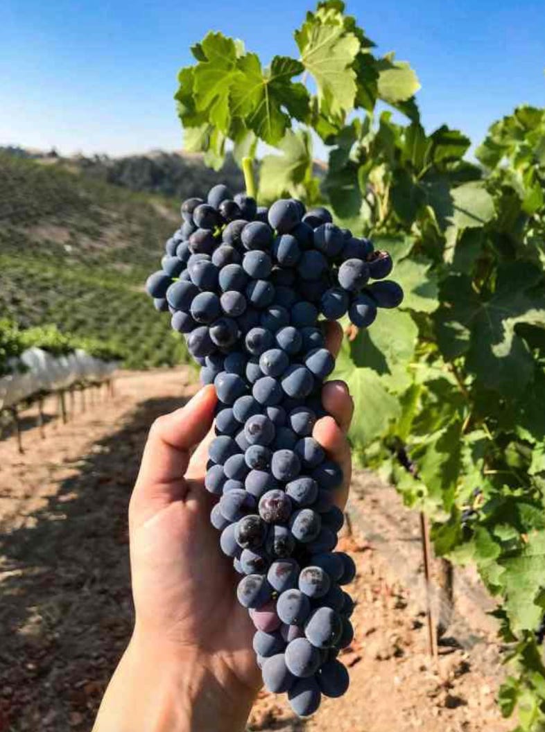 Syrah grapes in the vineyard