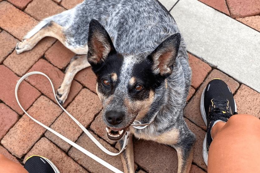 Scout the blue heeler lies on the ground between her owner's legs, looking up into the camera with a relaxed pant