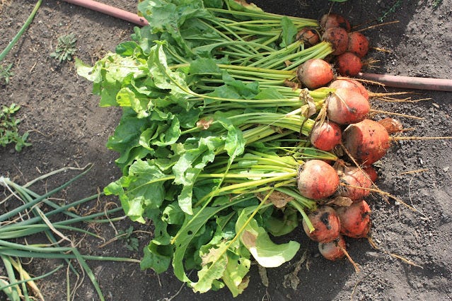 More golden beets from the farm