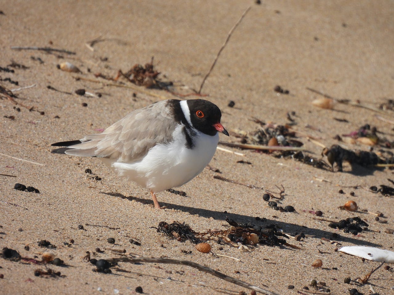 Adult hooded plover, a small Australian shorebird, on a sandy beach amid seaweed and cuttlefish.