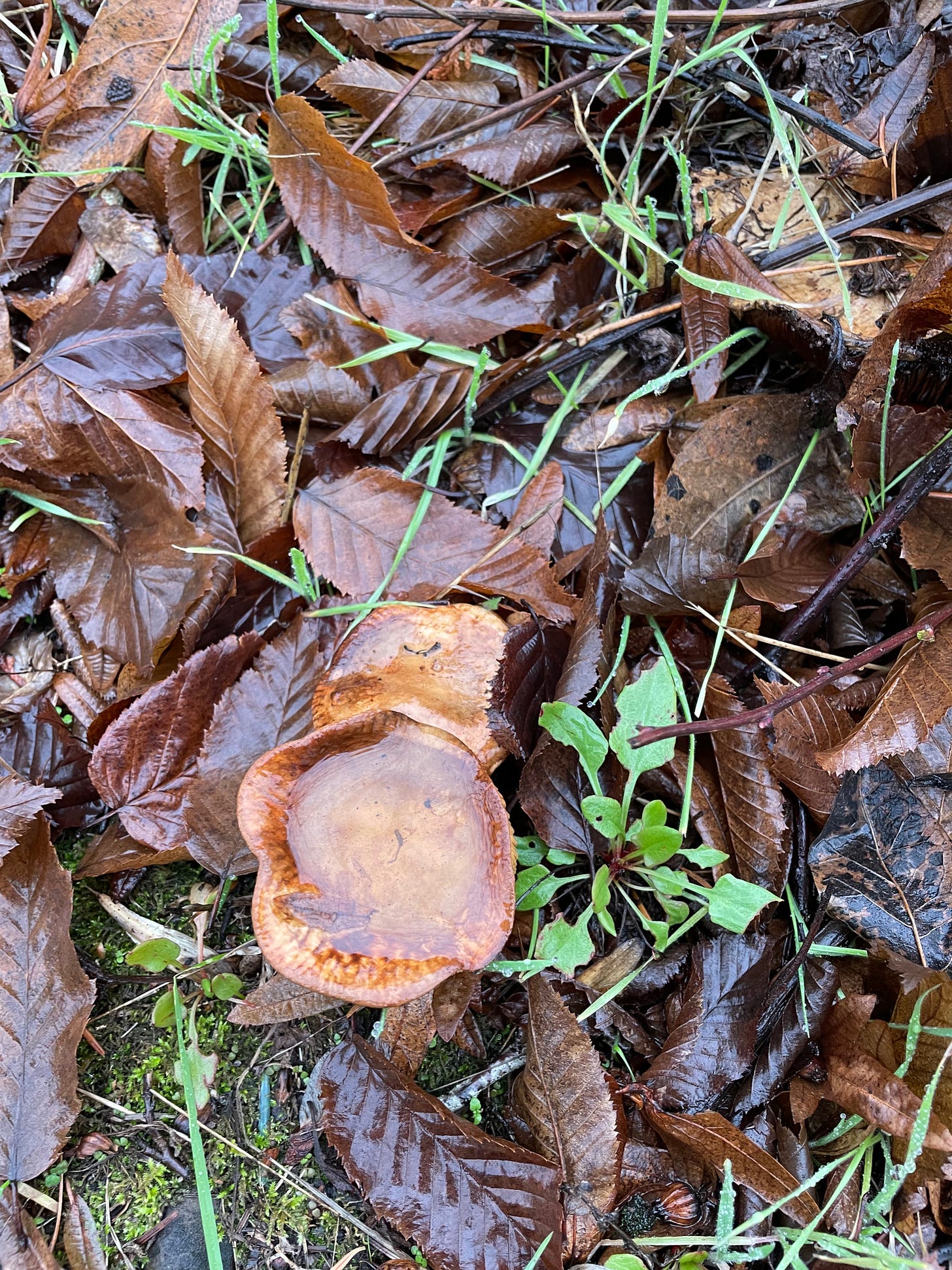 on the forest floor are so many dark brown leaves. There are also a few wide brimmed mushrooms that have collected rainwater 