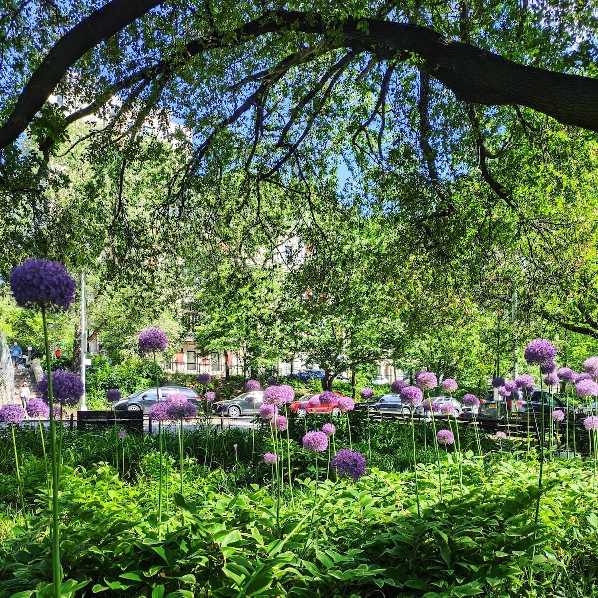 Photo of a garden with several tall globes of purple flowers (alliums).