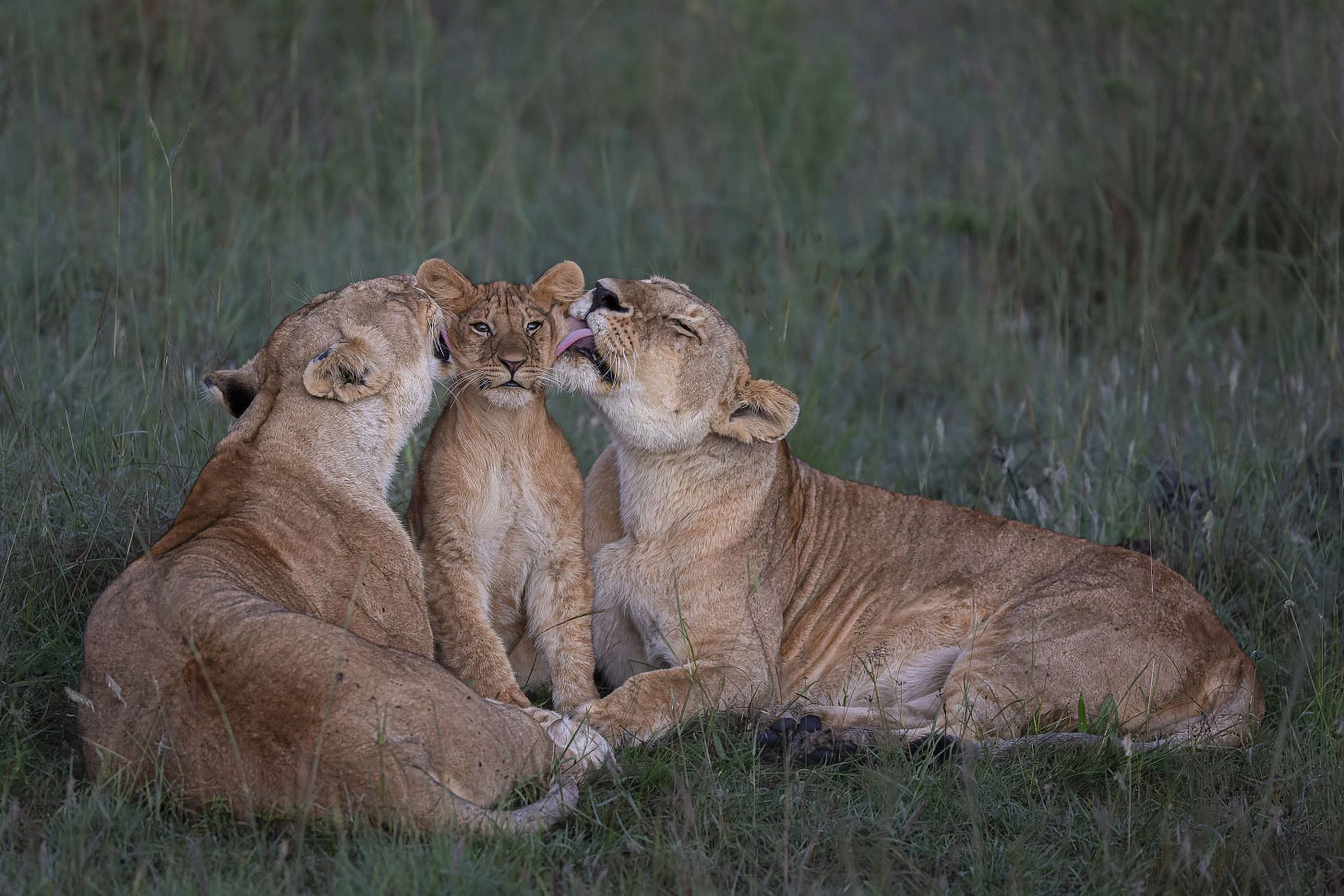 Shared Parenting. Image: Mark Boyd/Wildlife Photographer of the Year