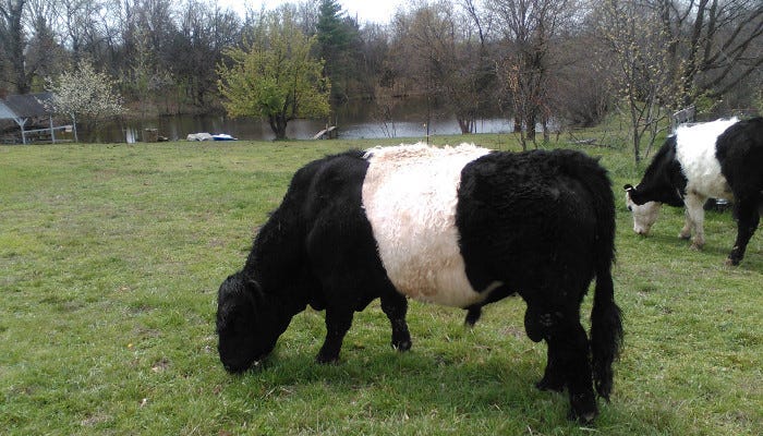 Cattle Mowers on the Back Yard - Gene Autry, Bull