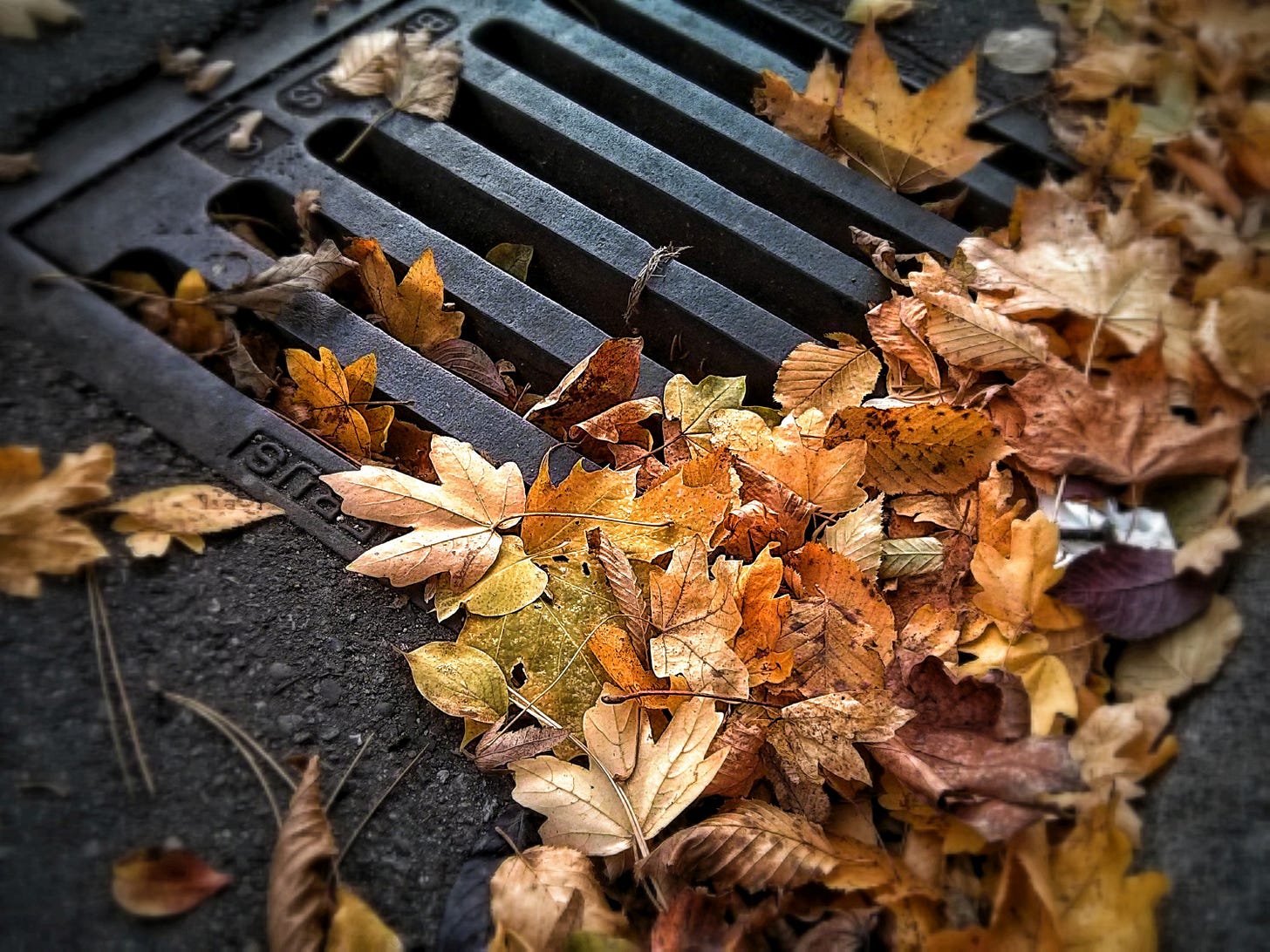 Close-up of dry fallen leaves over a storm drain.