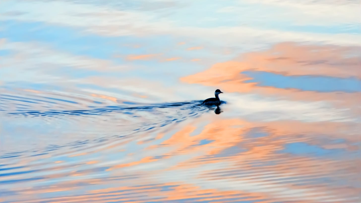 A small Horned Grebe swims into the distance through ripples of sunrise sky.
