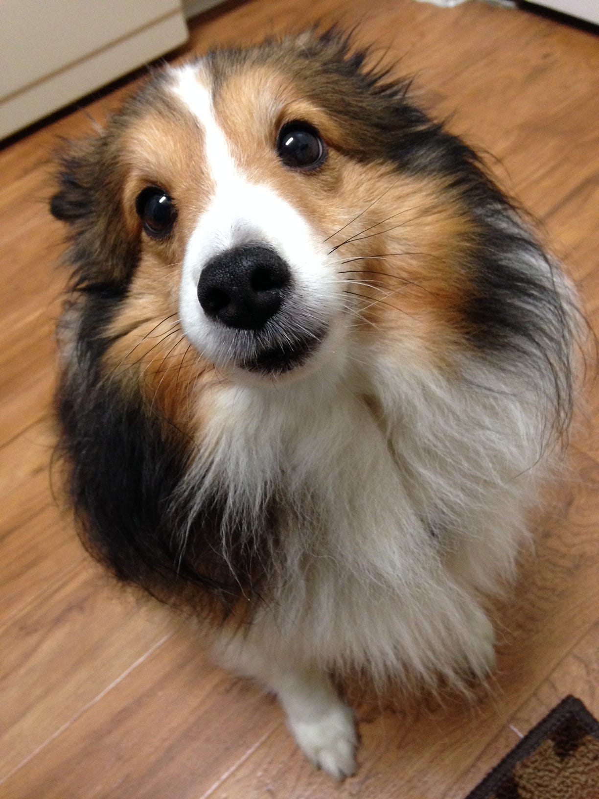 Red and white sheltie sitting on wood floor staring at camera