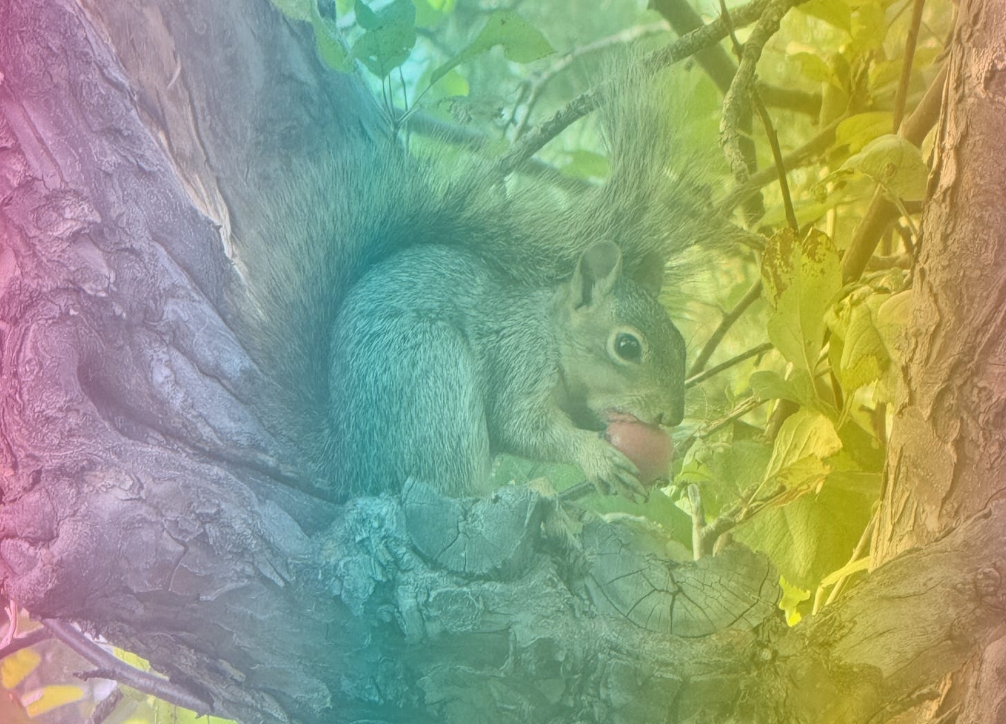 A rainbow-filtered image of a squirrel sitting in a tree and eating a piece of fruit