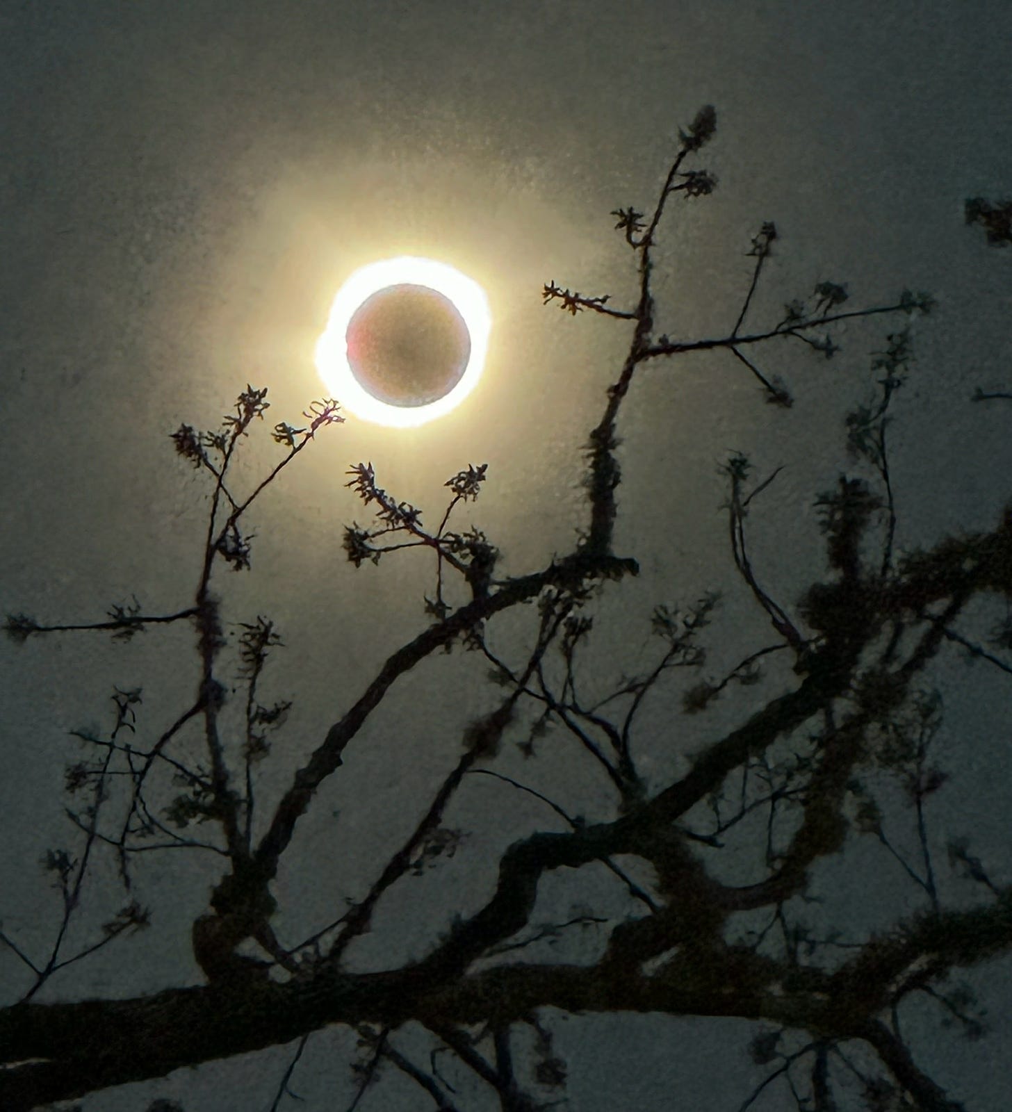 A total eclipse, with a thick ring of light, against a dark sky, behind the blackened silhouette of a tree.