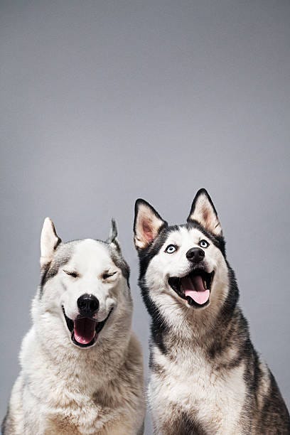 two happy husky dogs - dog smiling stock pictures, royalty-free photos & images