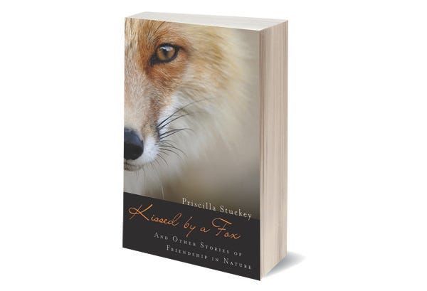 Book image for Kissed by a Fox: a close-up of one half of a red fox's face, very alert, staring at you