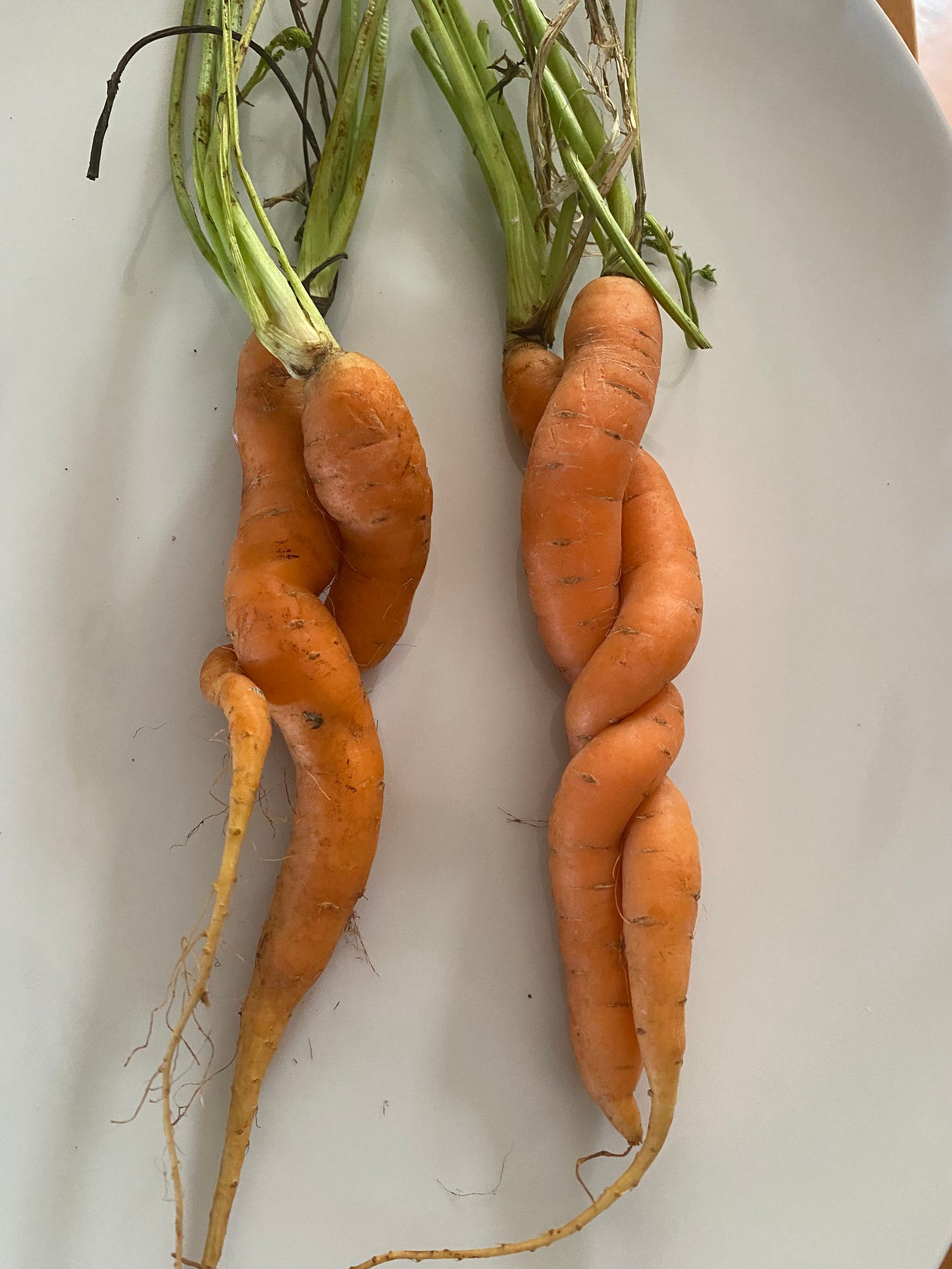 Four carrots each with green tops on a plate, in pairs entwined around each other