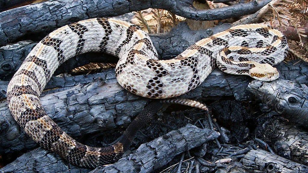 West Virginia rattlesnake expert dies after he's bitten by a Timber  rattlesnake | Fox News