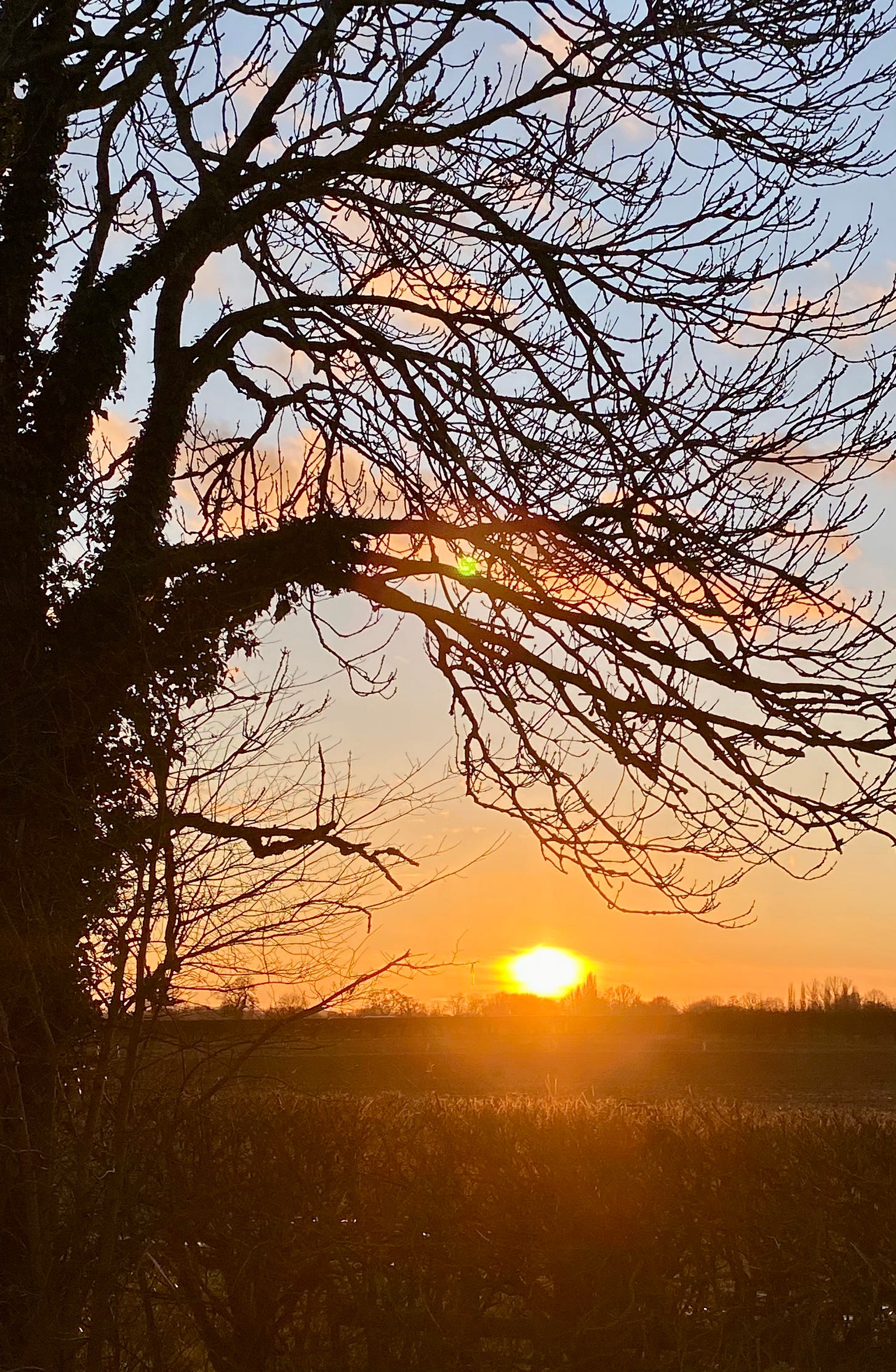 Sun setting across the fields, seen through a silhouetted tree