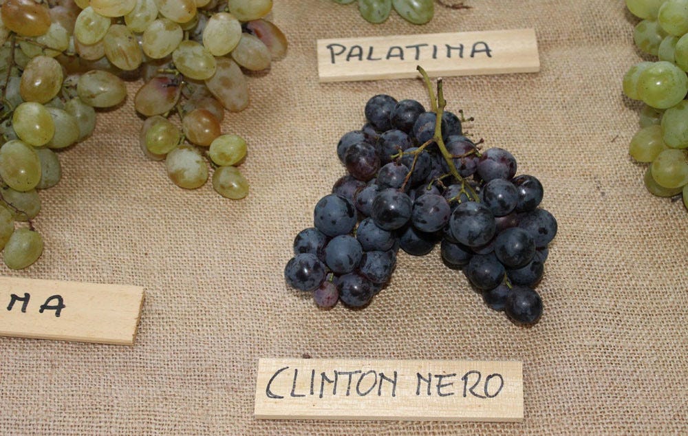 Clinto wine | Walking Palates