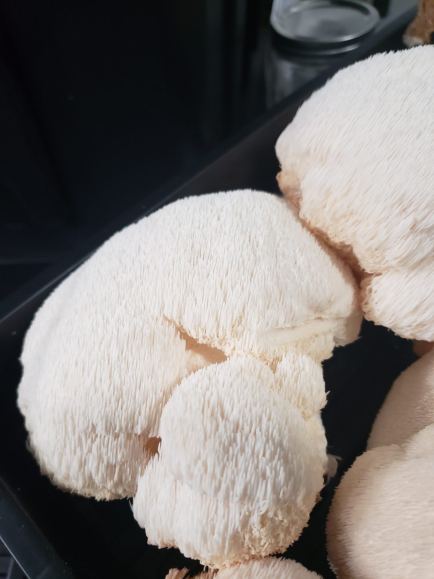 Picture of lion's mane mushroom