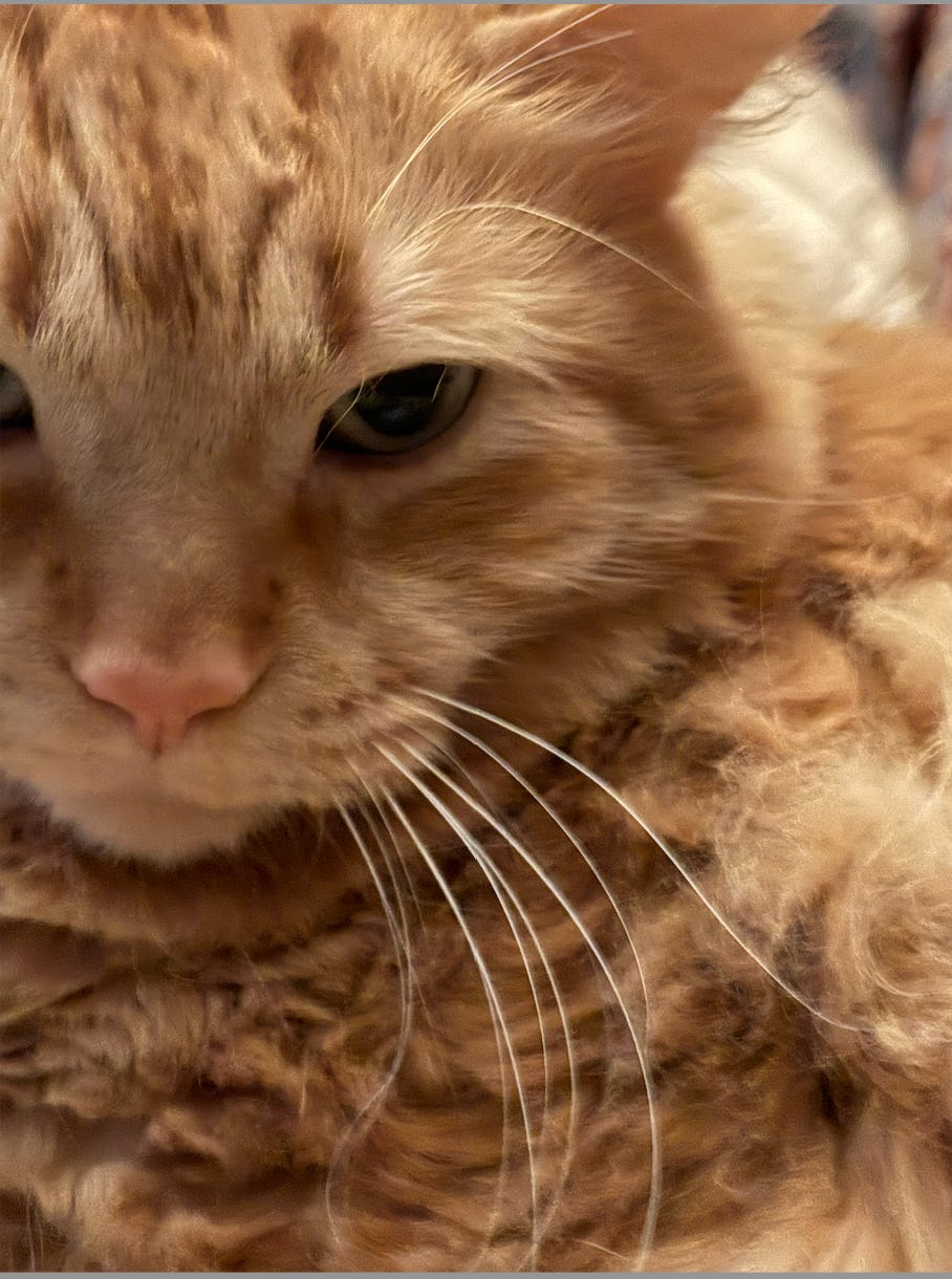 extreme close up of glorious orange floof