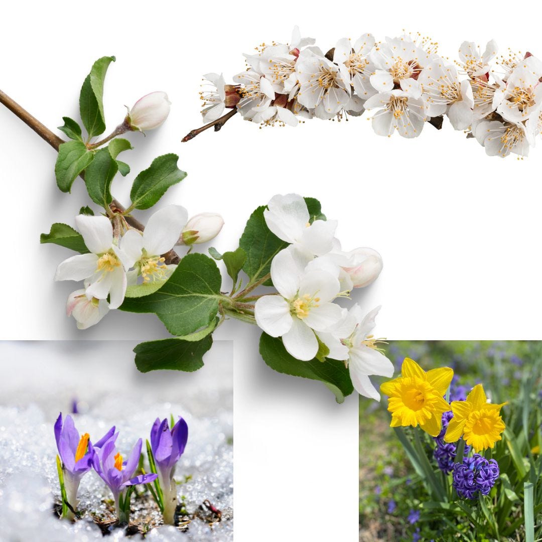 crocuses, daffodils, apple blossoms and cherry blossoms