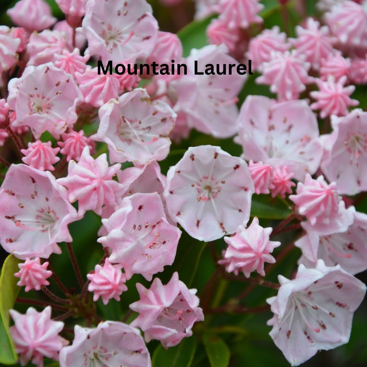 Mountain Laurel