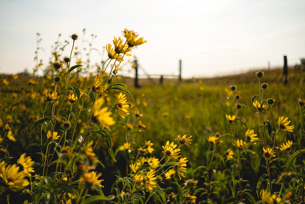 yeloow sunflowers against a fencepost in North Dakota. 