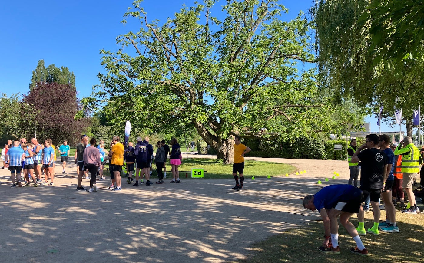 A large tree under the sun near cones marking the finish