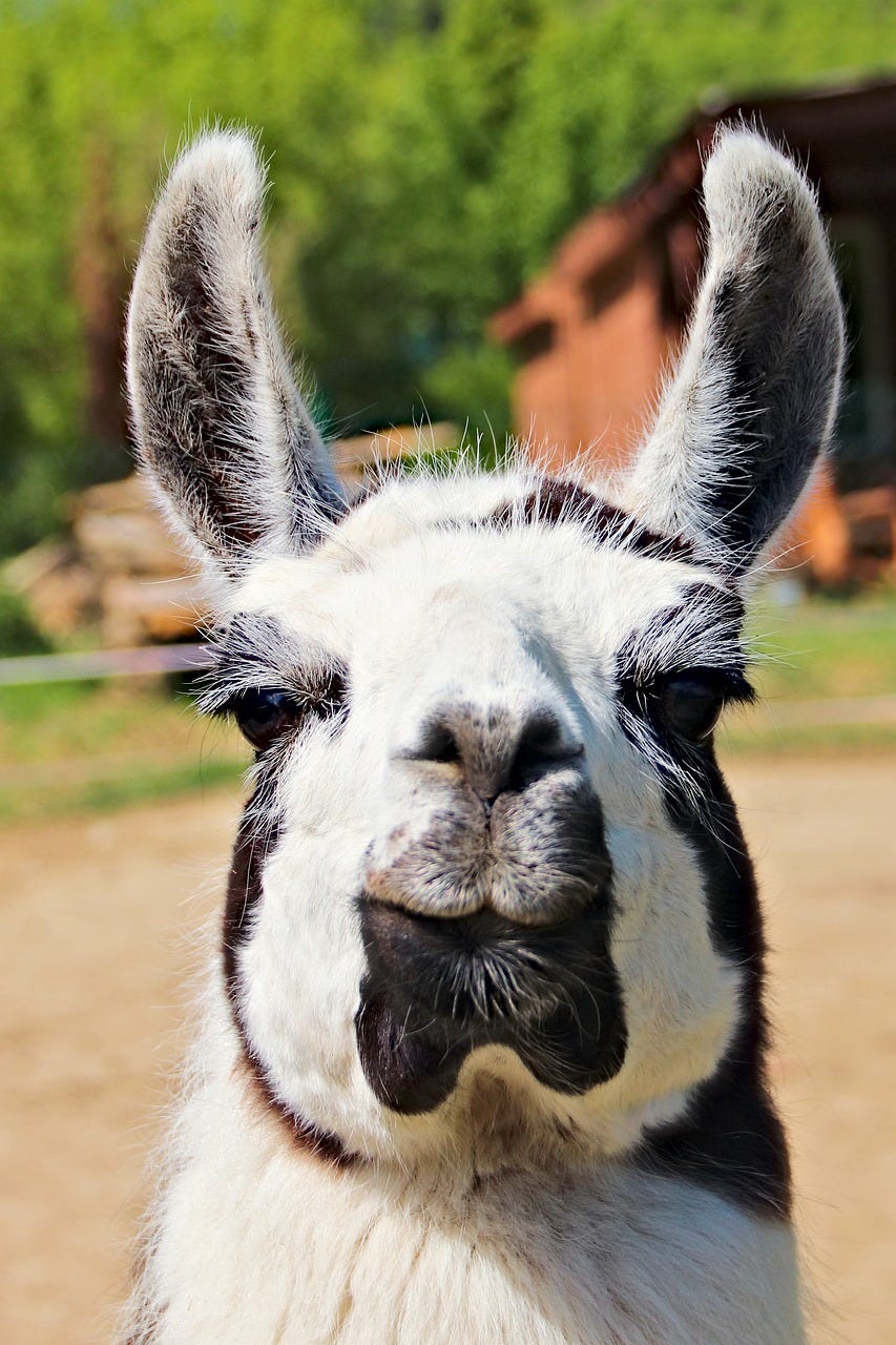 Free Llama Llama'S Head photo and picture