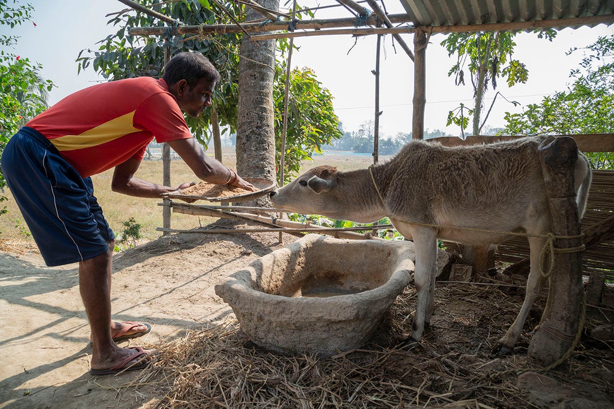 Gobinda, a DeafBlind middle-aged Indian man with short black hair dressed in blue shorts, a red T-shirt and slippers with pink straps, leans towards a tethered white calf, holding a winnow heaped with fodder. With his right hand, he is picking up a handful of mud-coloured fodder, as the calf sniffs at it expectantly. An empty tub of water lies between Gobinda and the calf who is standing under a tin sheet that serves as its shelter. The sun is shining and several trees can be seen in the background in Gobinda’s village.
