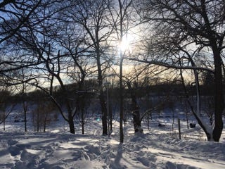 A late afternoon sun shines through the stark silhouettes of bare winter trees and casts long blue-grey shadows on the snow.