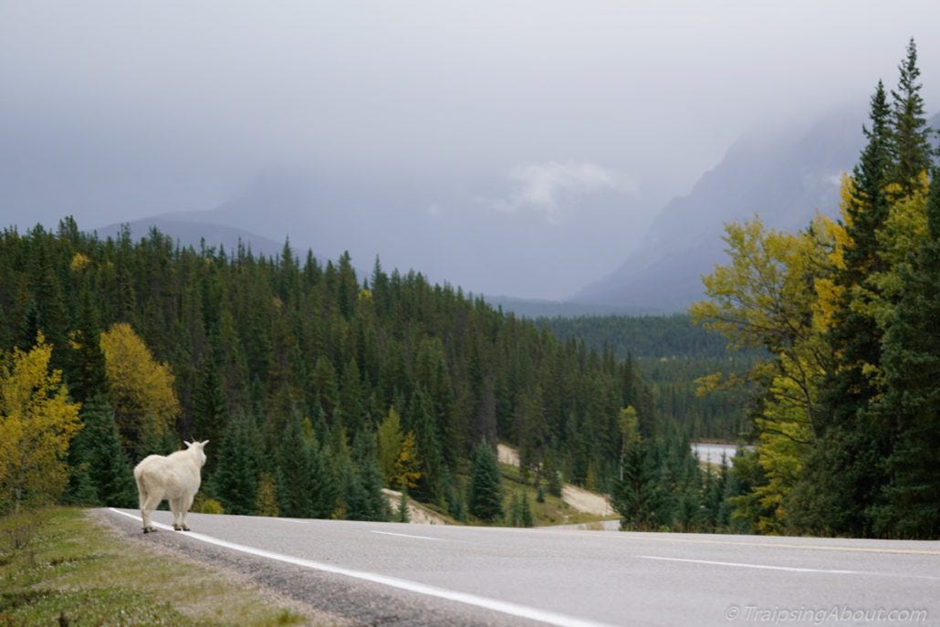 Definitely no mountain goats allowed. This guy would rather stay in Canada enjoying this view anyway.