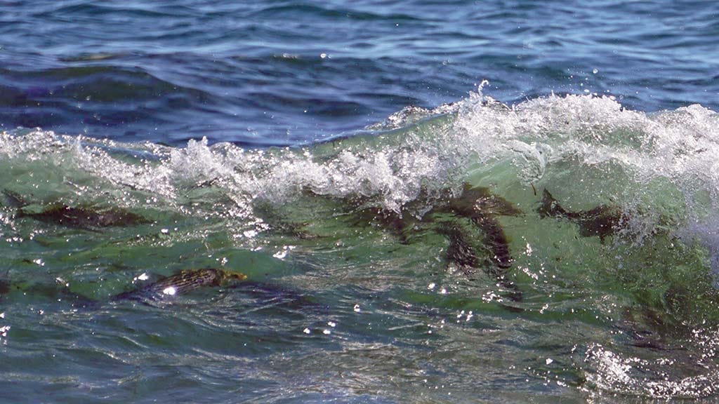 Anatomy Of A Striper Blitz - The Fisherman