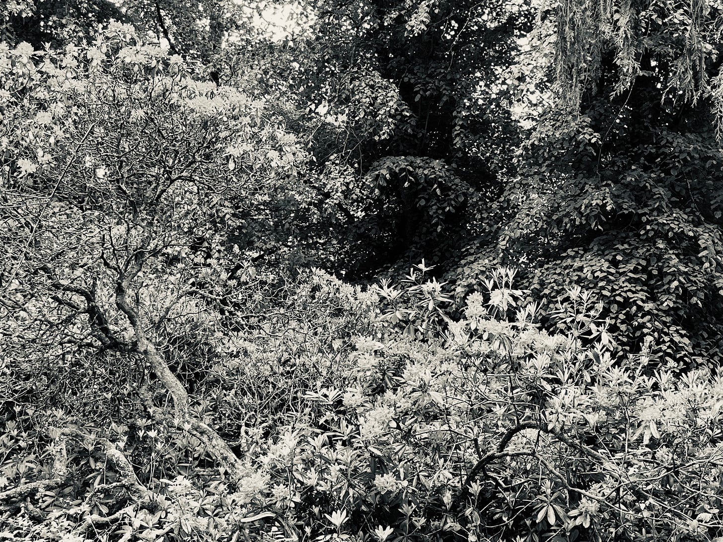 A monochrome view of old rhododendrons on an Aberdeenshire estate is reminiscent of a detailed engraving in black and white