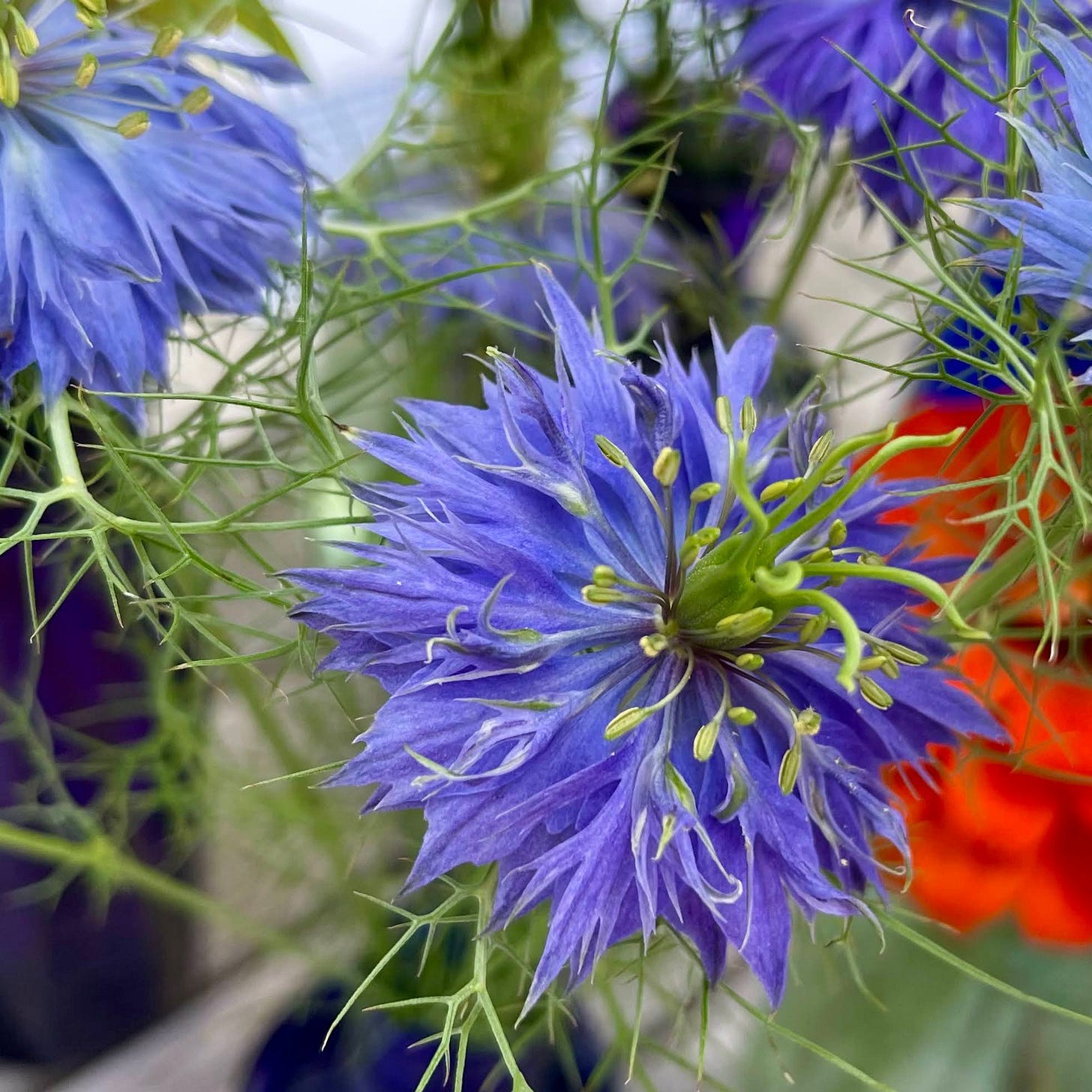 Love-in-a-mist, Sixburnersue