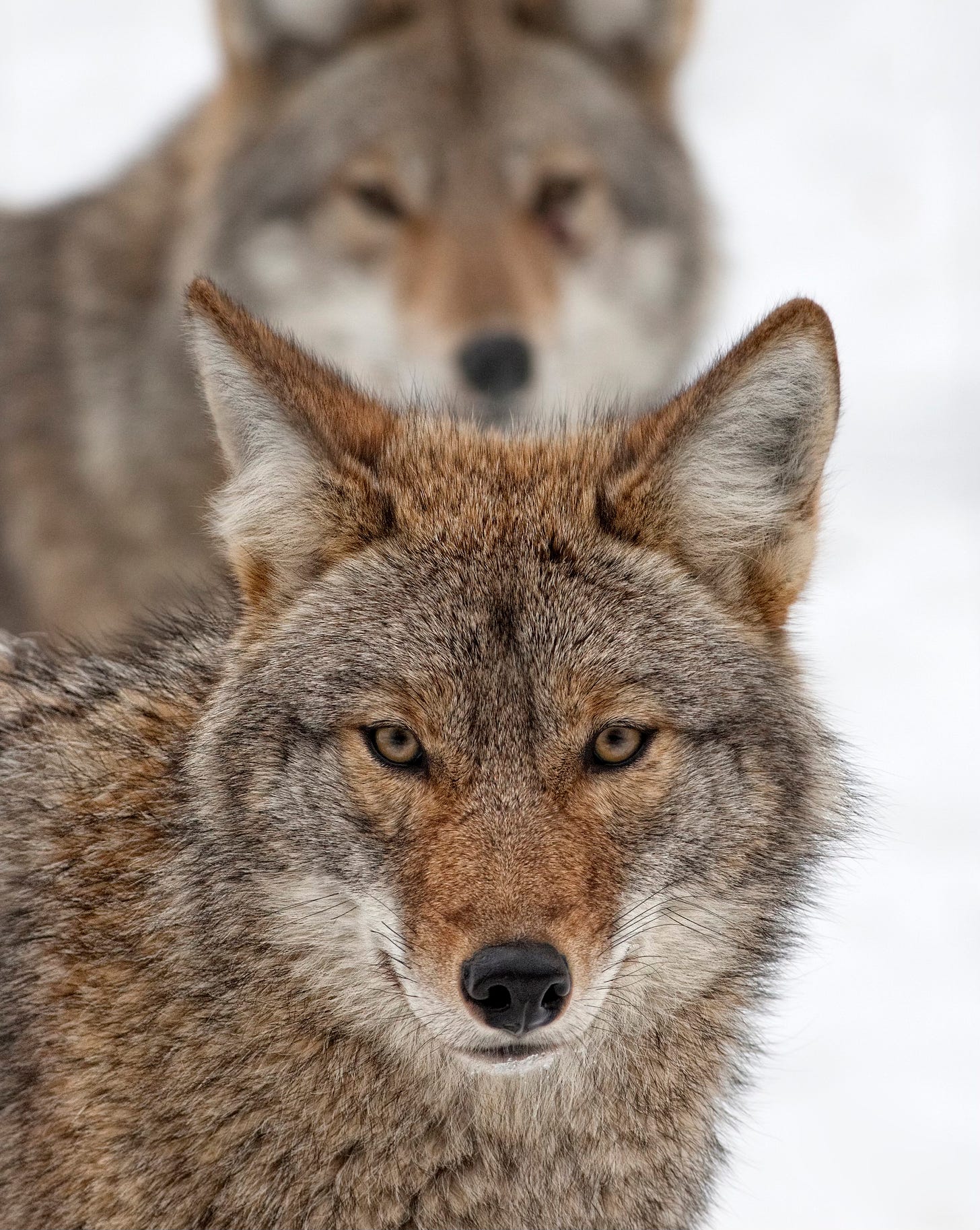 Elizabeth Cady Coyote - by Alan Stark - Mountain Passages