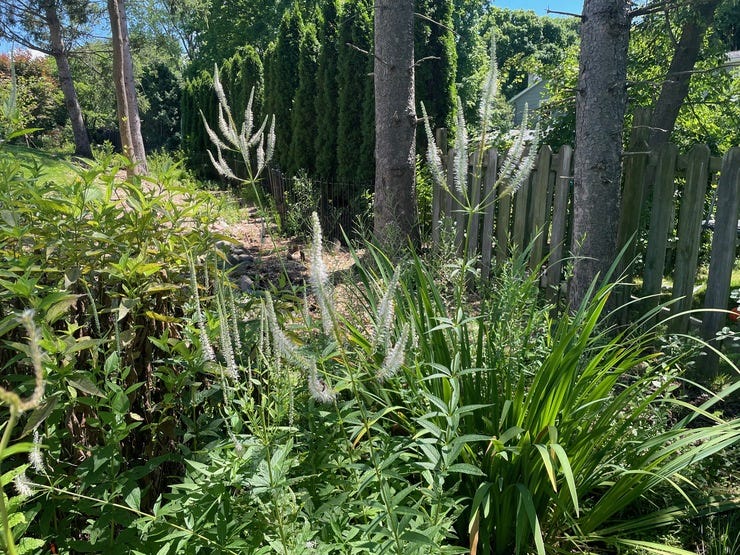 These lacy Culver's root flowers are so ravishing this year!