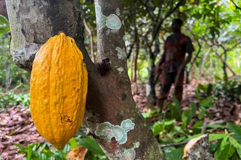 Cocoa farming in Ivory Coast
