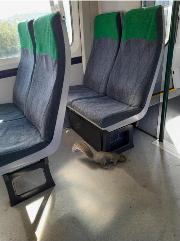 The interior of a train. A squirrel is sniffing something near the bottom of the last row of seats before the door