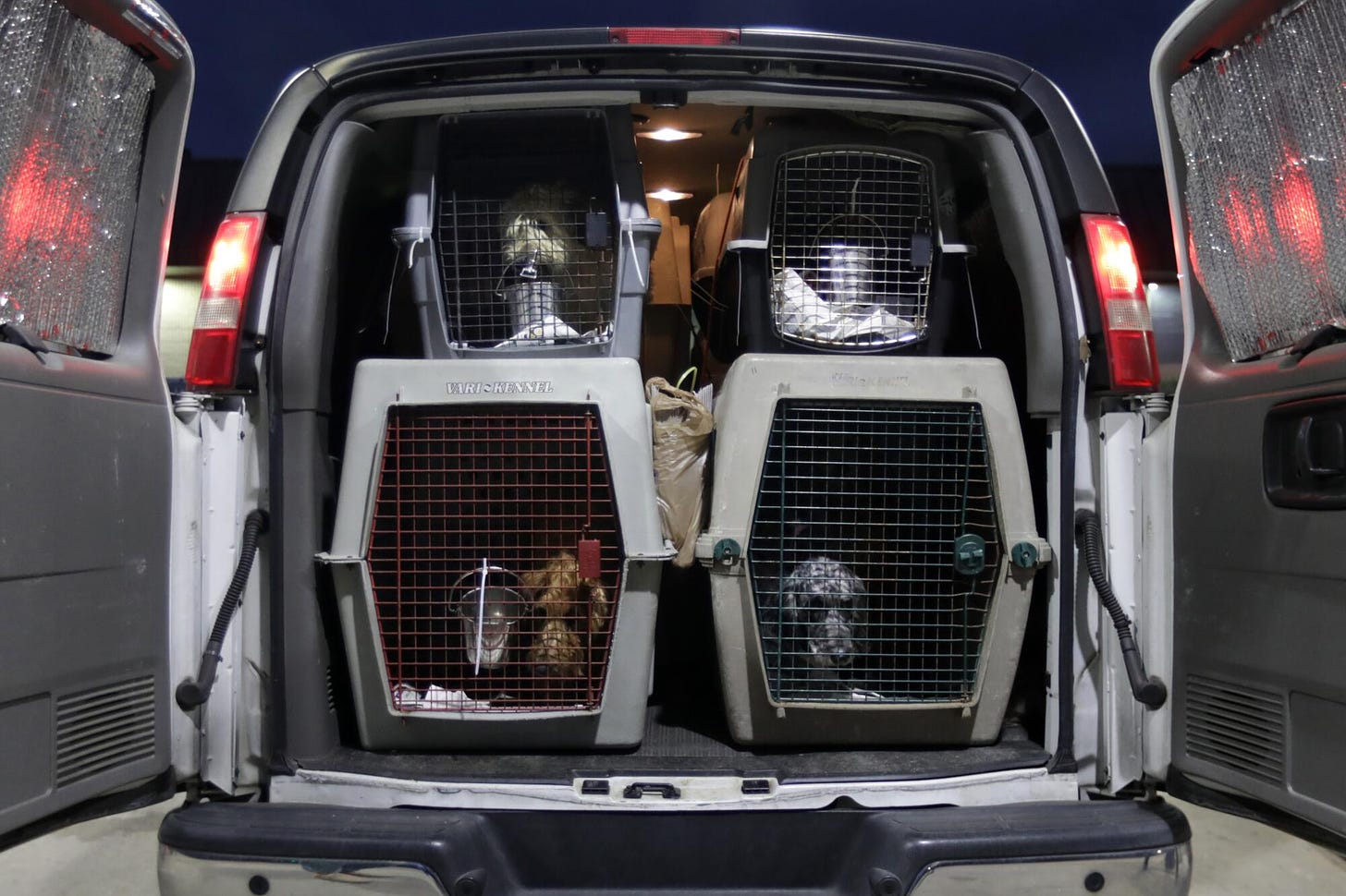 Dogs in cages are being transported inside a packed white van.