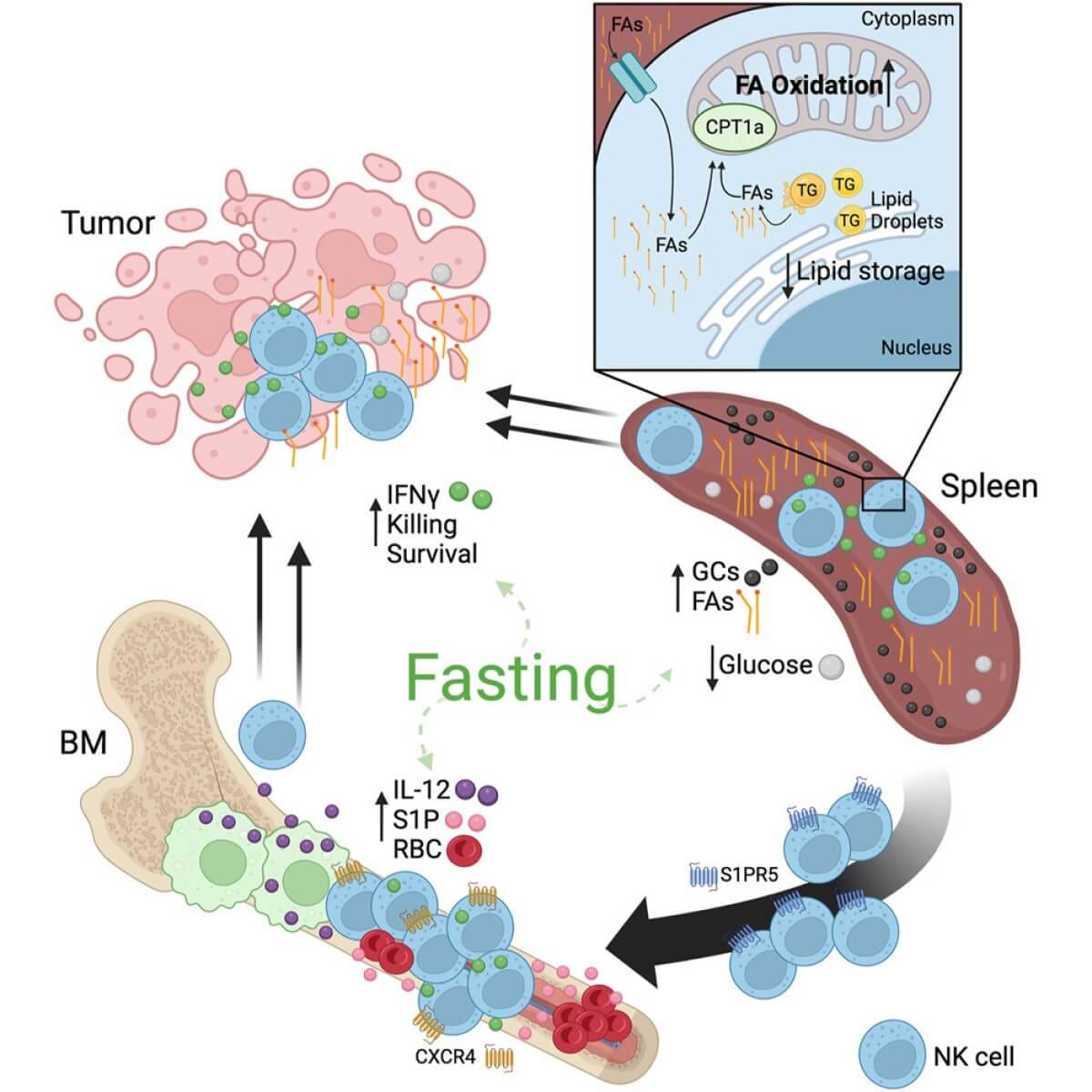 Fasting reshapes tissue-specific niches to improve NK cell-mediated anti-tumor immunity 
