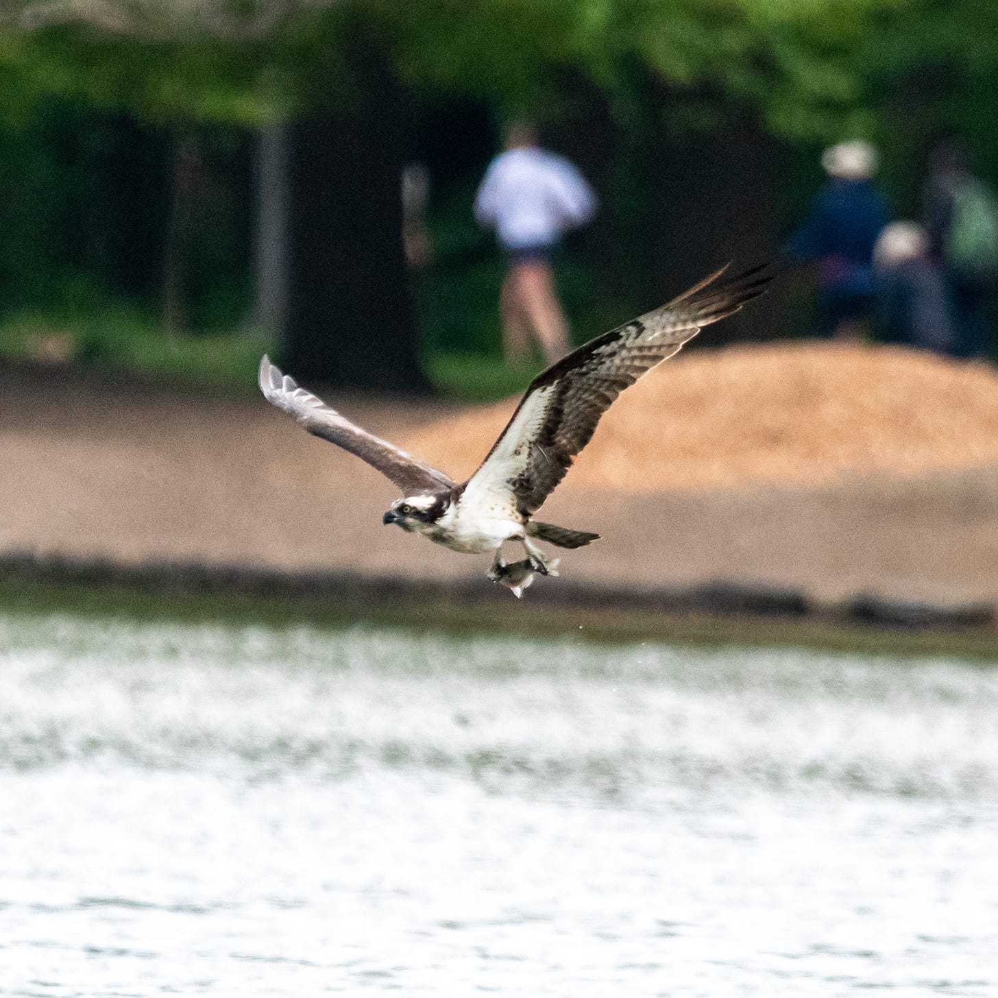 An osprey in flight, carrying a fish