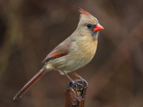 A bird standing on a stick

Description automatically generated