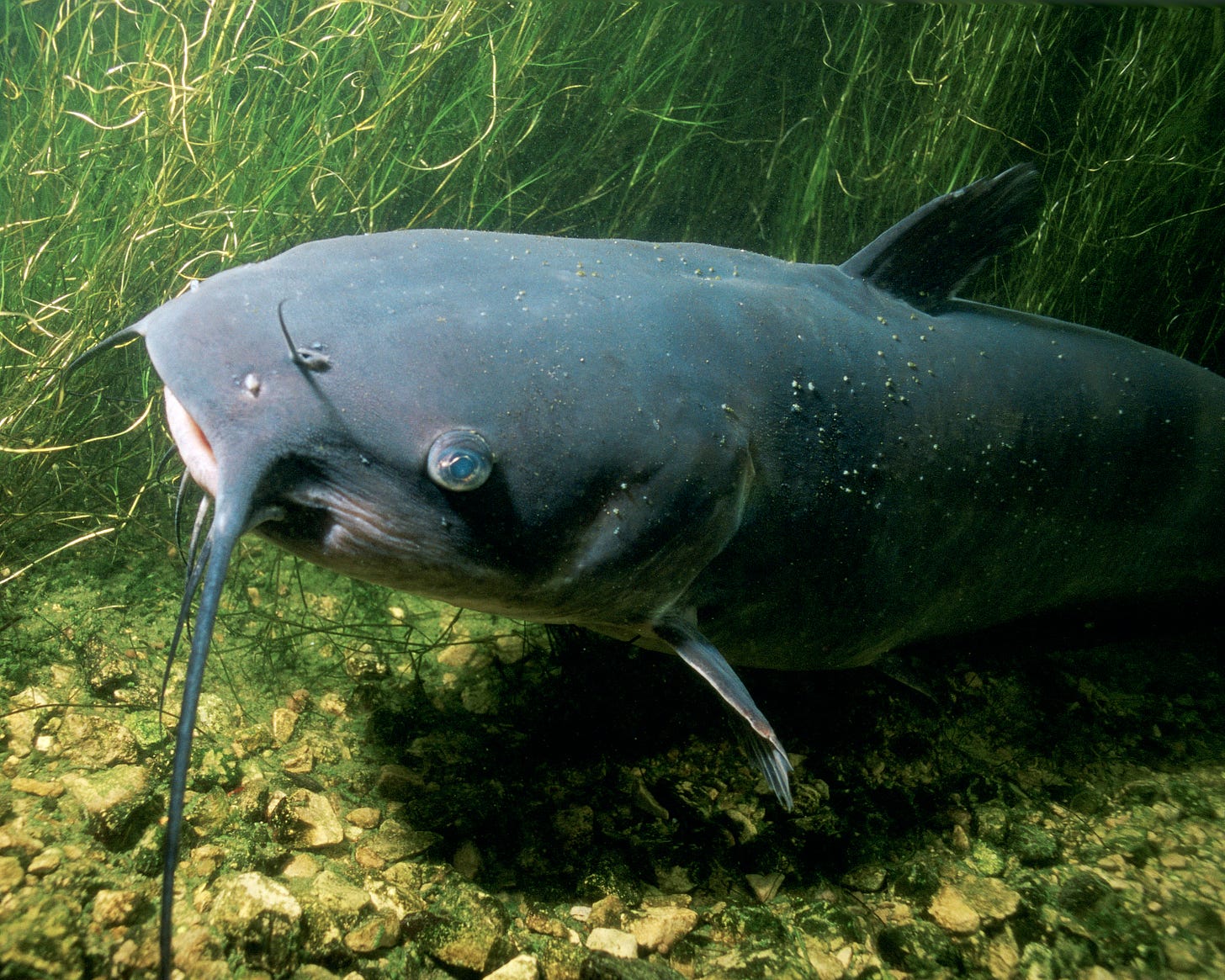 Channel Catfish - Ictalurus punctatus image - Free stock photo - Public  Domain photo - CC0 Images