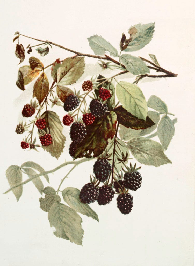 vintage berry berries botanical illustration