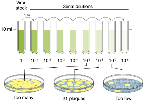 Plaque assay