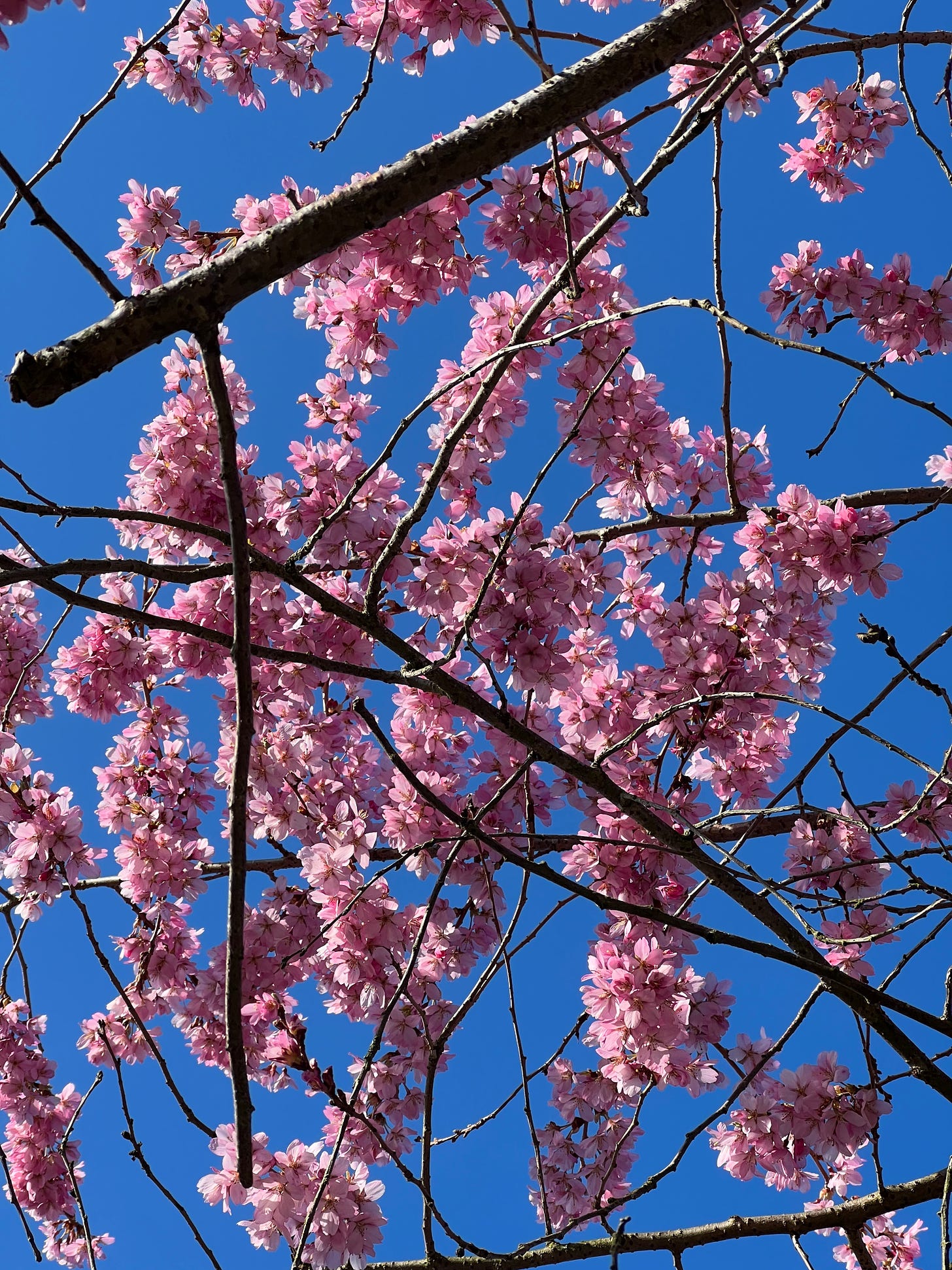 A photo of pink blooming branches against blue sky.