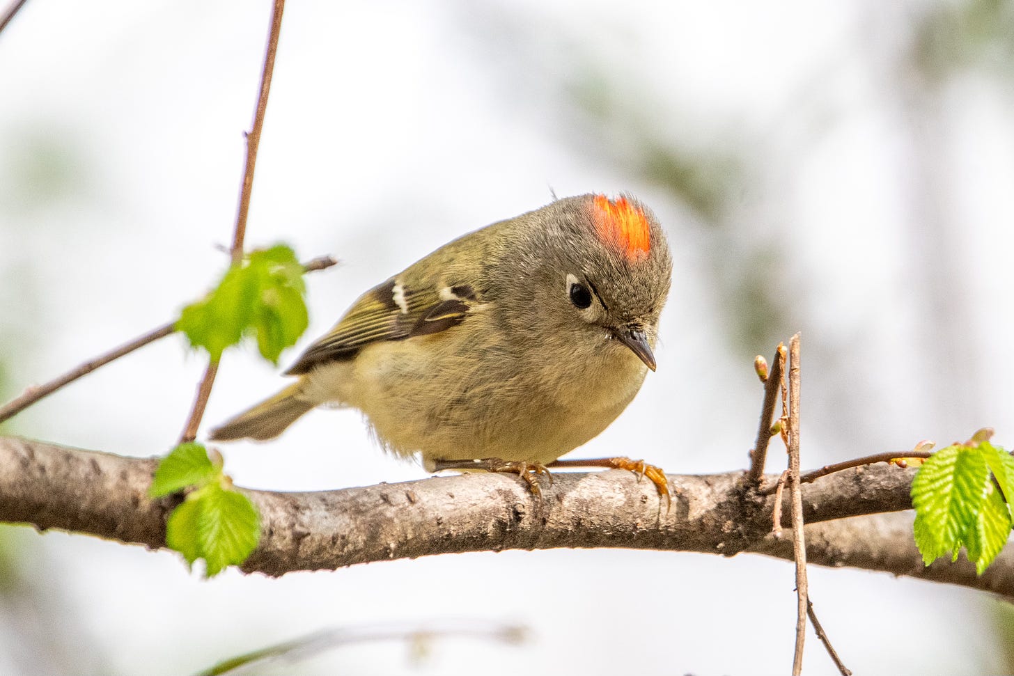 A tiny gray-green bird with a blazing red cap peers down from its perch